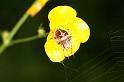 Agalenatea_redii_D6099_Z_88_Les Gris_Frankrijk